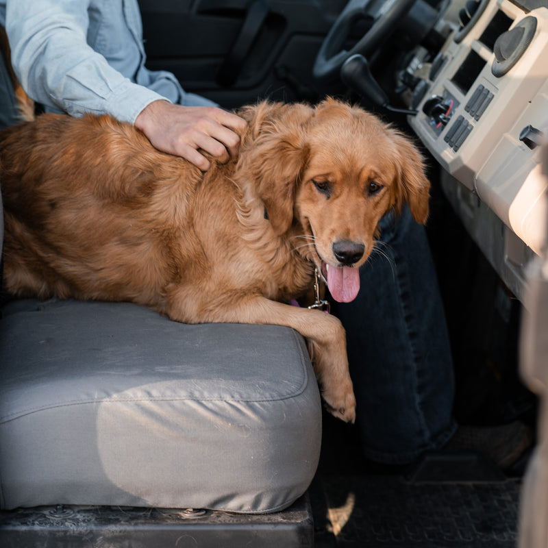 A Golden Retriever sitting on some TigerTough seat covers that are protecting the seats in a John Deere Gator